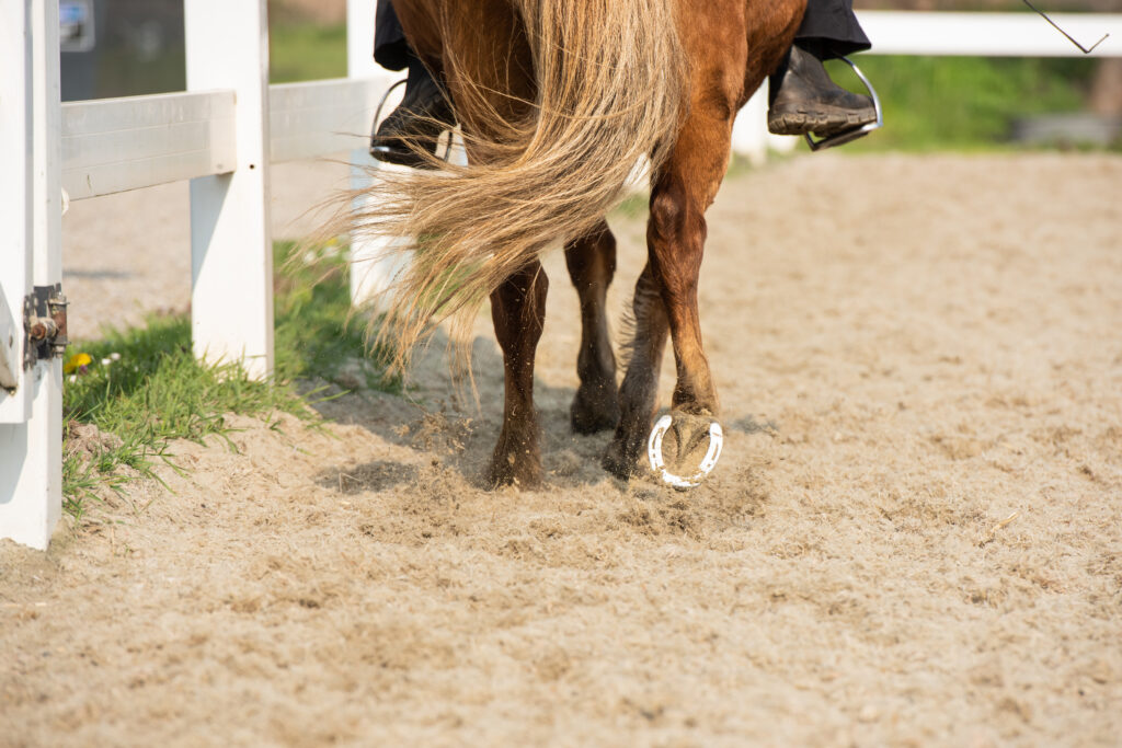 IJslands paard in tölt tijdens lesdag. 