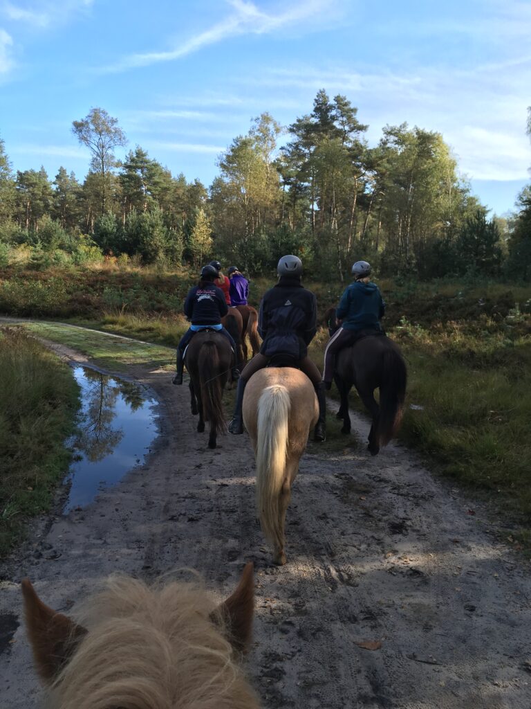 Een buitenrit op de Veluwe met IJslandervereniging Strandlengja